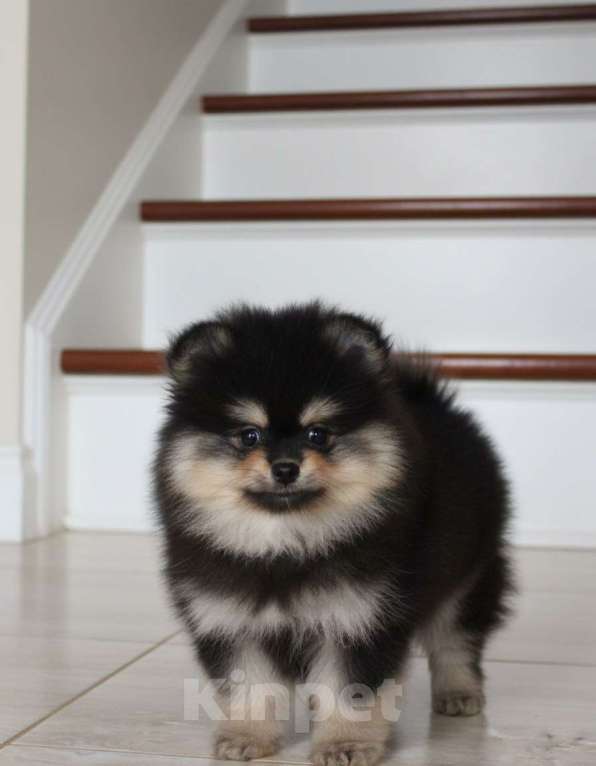 Собаки в Раменском: Мальчик шпица Мальчик, 50 000 руб. - фото 1