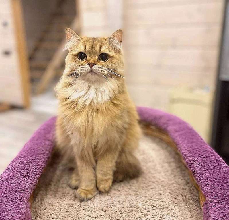 Кошки в Санкт-Петербурге: Британская шиншилла Девочка, 1 000 руб. - фото 2