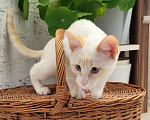 Кошки в Москве: Котик 7 месяцев Мальчик, Бесплатно - фото 6
