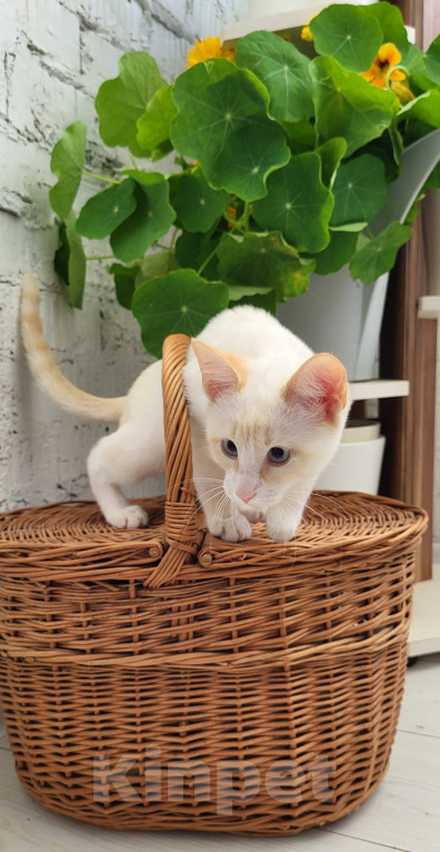 Кошки в Москве: Котик 7 месяцев Мальчик, Бесплатно - фото 6