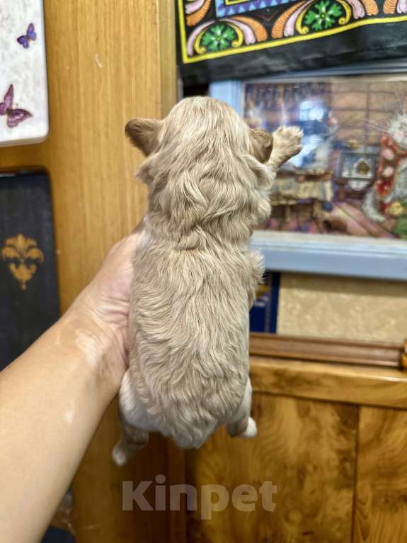 Собаки в Ростове-на-Дону: Мальтипу девочки Девочка, 70 000 руб. - фото 10