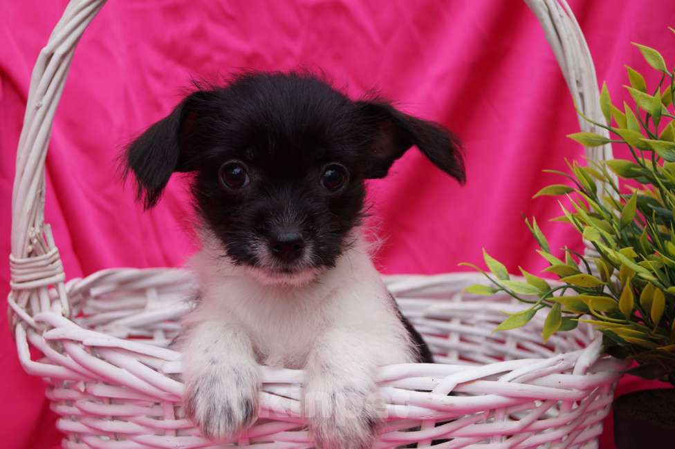 Собаки в Москве: Щеночки метисы- детки любви Мальчик, 13 000 руб. - фото 4