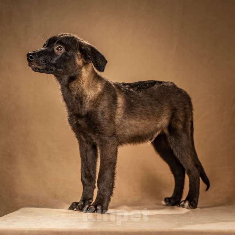 Собаки в Клине: Нэйт — нежный и чуткий мальчик Мальчик, Бесплатно - фото 3