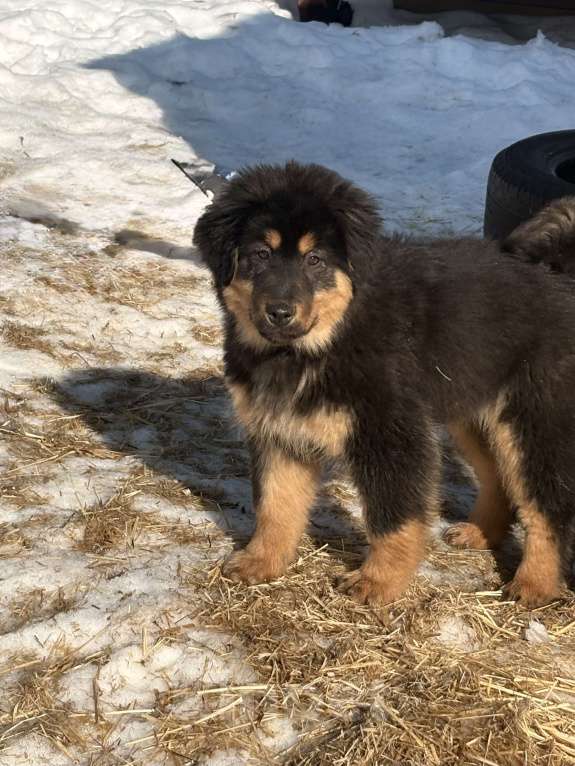 Собаки в других городах Московской области: Щенок банхара Девочка, Бесплатно - фото 2