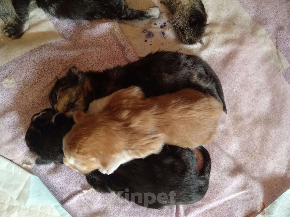 Кошки в Уфе: Мейн кун Мальчик, 18 000 руб. - фото 2