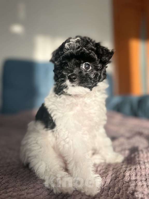 Собаки в Санкт-Петербурге: Девочка Пушон Девочка, 50 000 руб. - фото 5