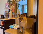 Кошки в Москве: Кошечка ищет любящий дом Девочка, Бесплатно - фото 4