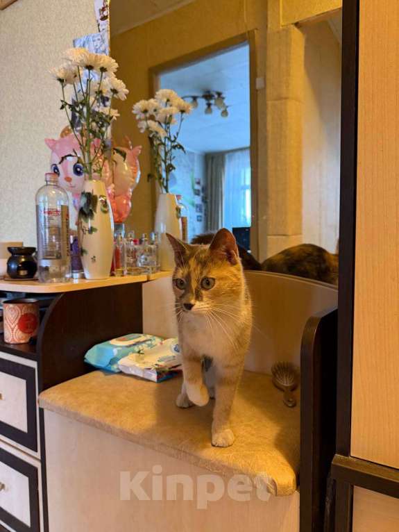 Кошки в Москве: Кошечка ищет любящий дом Девочка, Бесплатно - фото 4