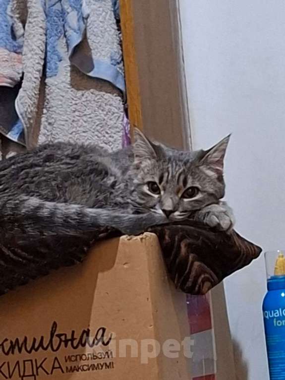 Кошки в Краснодаре: Котенок шотландской прямоухой кошки 7 мес Девочка, Бесплатно - фото 6