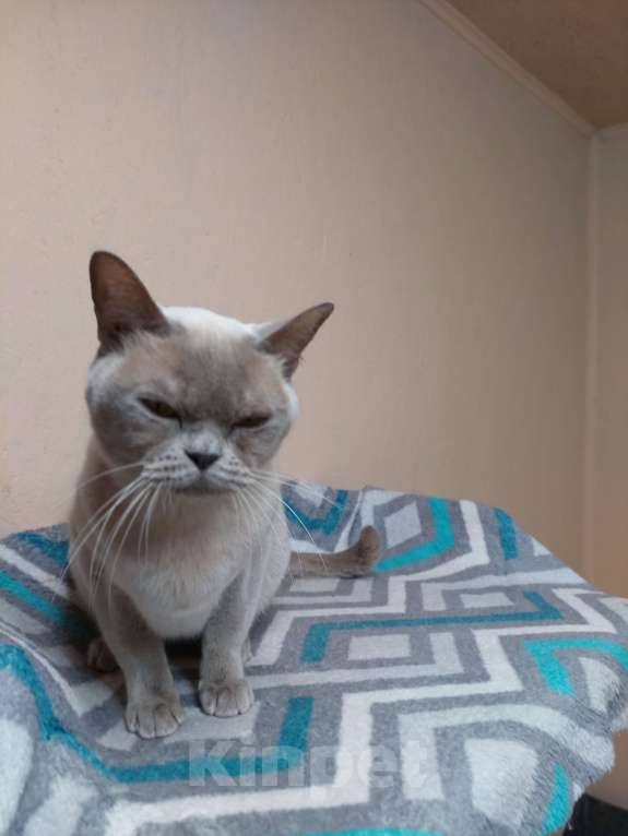 Кошки в Челябинске: Алиса Девочка, 40 000 руб. - фото 5