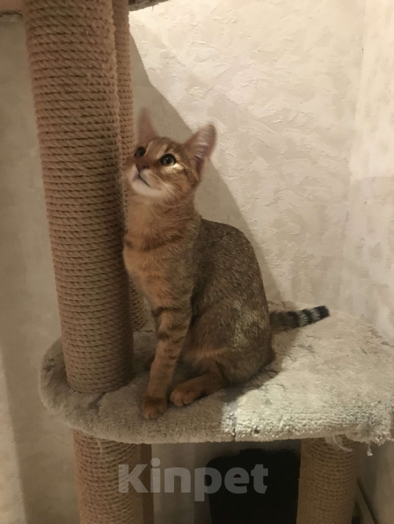 Кошки в Магнитогорске: Девочка мини рысь Девочка, 60 000 руб. - фото 4