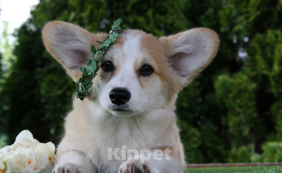 Собаки в Самаре: Очень красивые девочки корги Девочка, 40 000 руб. - фото 4