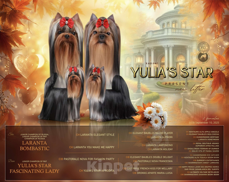 Собаки в Москве: Йоркширский терьер девочка Девочка, 85 000 руб. - фото 5