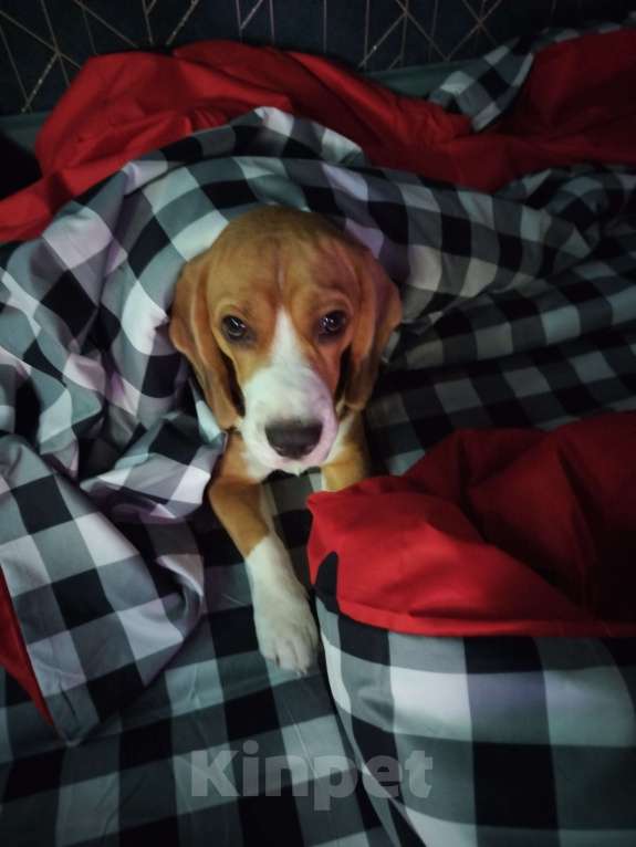 Собаки в Краснодаре: Вязка,бигль. Мальчик, Бесплатно - фото 1