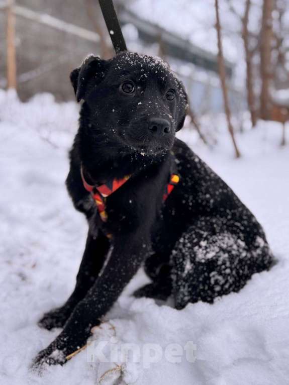 Собаки в Уфе: Щенок Мальчик, 300 руб. - фото 5
