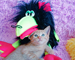 Кошки в Санкт-Петербурге: Рыжее солнышко котенок 1,5 мес.,девочка Девочка, 200 руб. - фото 2