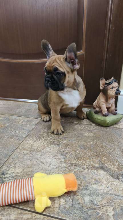 Собаки в Белореченске: Французский бульдог Девочка, Бесплатно - фото 3