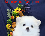 Собаки в Воткинске: Предлагаю щенка Девочка, 30 000 руб. - фото 1