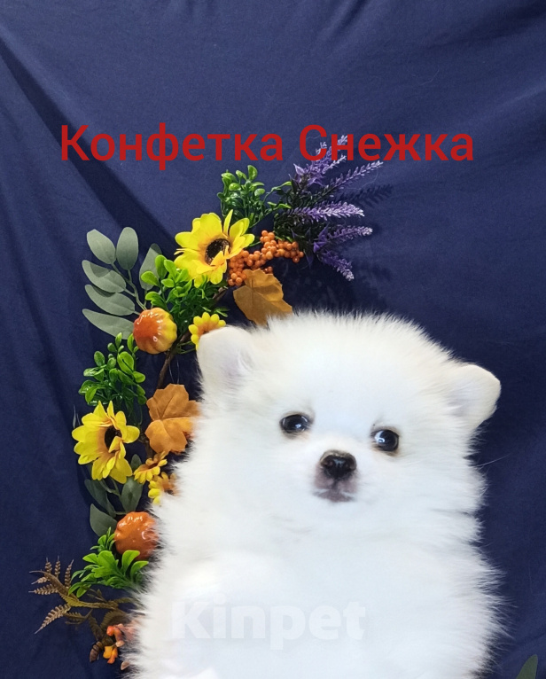 Собаки в Воткинске: Предлагаю щенка Девочка, 30 000 руб. - фото 1