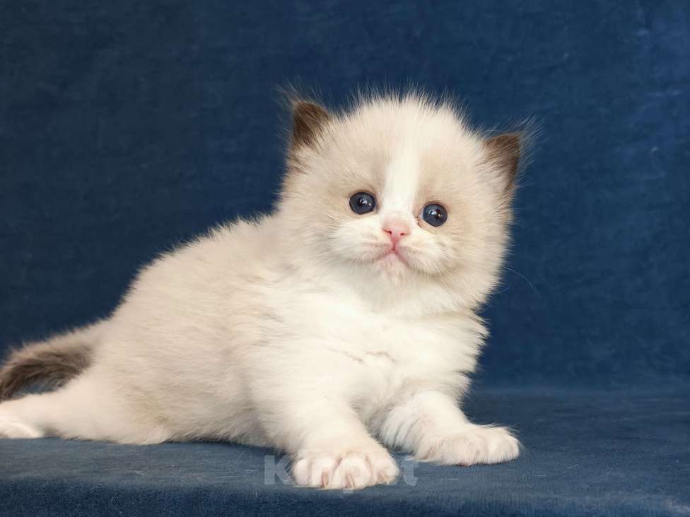 Кошки в Санкт-Петербурге: Девочка рэгдолл Девочка, 90 000 руб. - фото 1