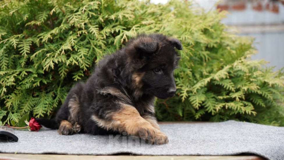 Собаки в Москве: Немецкая овчарка щенок девочка дш Девочка, 50 000 руб. - фото 3