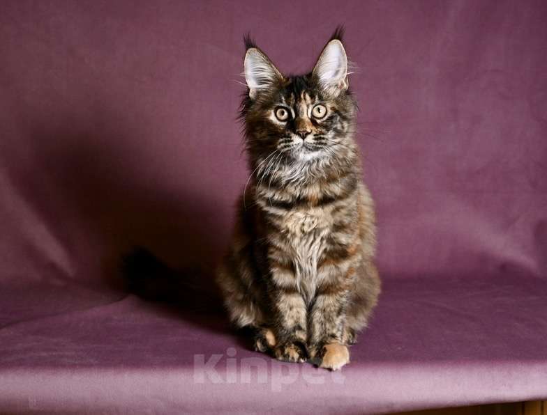 Кошки в Саратове: Мейн Кун Девочка, 50 000 руб. - фото 1