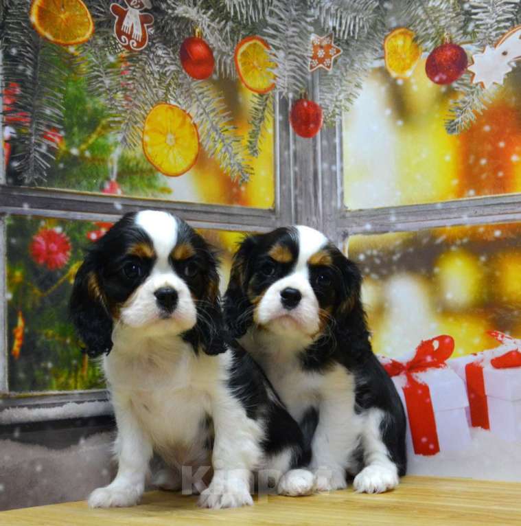 Собаки в Ногинске: Мальчики кавалерчики Мальчик, 65 000 руб. - фото 2