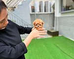 Собаки в Москве: Тикап (Экстра Микро) девочка Мальтипу из Кореи Девочка, 548 000 руб. - фото 2