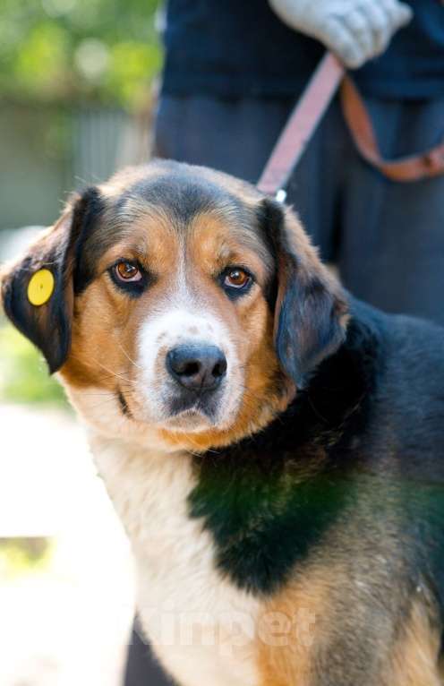 Собаки в Воскресенске: Большой Бим с большим сердцем в поисках дома! Мальчик, Бесплатно - фото 8