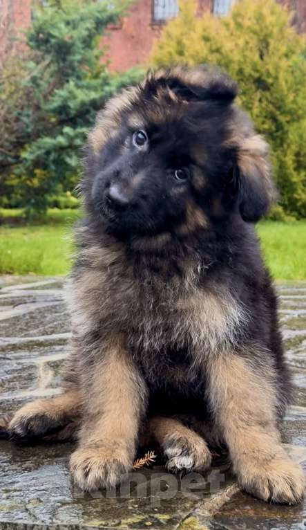 Собаки в других городах Московской области: Шикарные щенки ???? Девочка, 60 000 руб. - фото 1