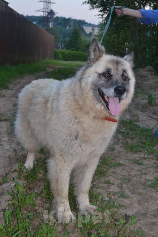 Собаки в Чехове-2: В добрые руки Мальчик, Бесплатно - фото 3