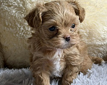 Собаки в других городах Московской области: Мальтипу Ф1 Девочка, Бесплатно - фото 2