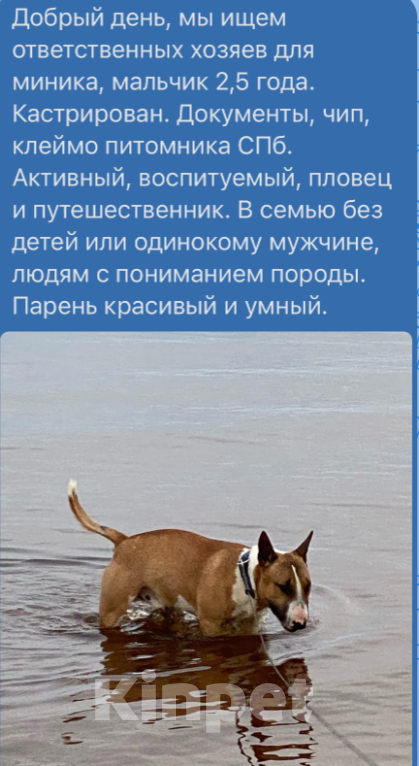Собаки в Санкт-Петербурге: Отдам в хорошие руки  Мальчик, 1 руб. - фото 1
