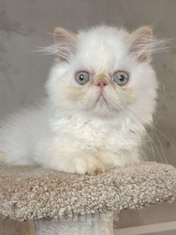 Кошки в Костроме: Кошечка Девочка, 15 000 руб. - фото 1