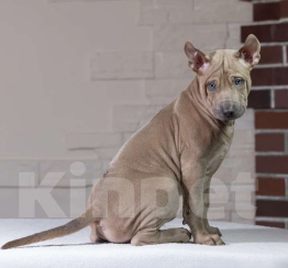 Собаки в Санкт-Петербурге: Мальчик изабеллового окраса Мальчик, 50 000 руб. - фото 2