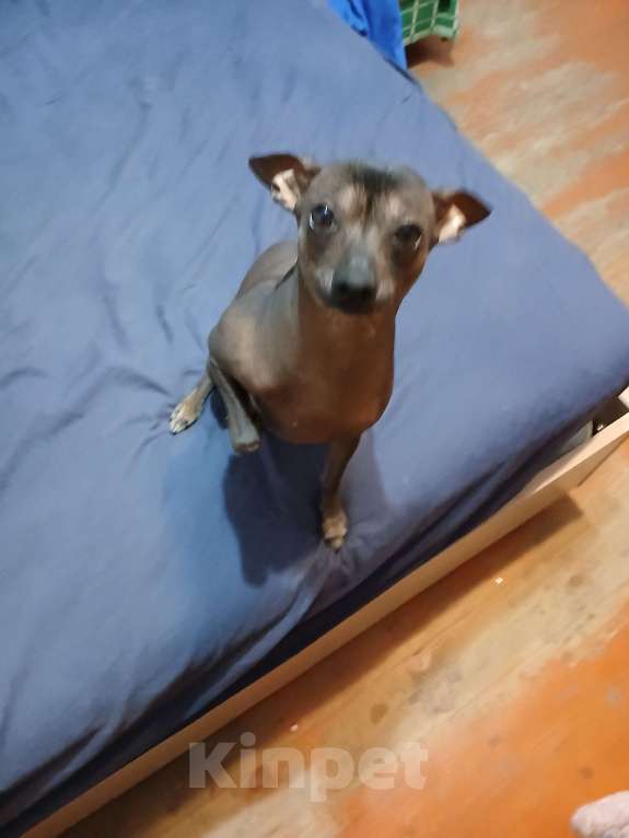 Собаки в Горячем Ключе: Ищу невесту Мальчик, 1 700 000 руб. - фото 4