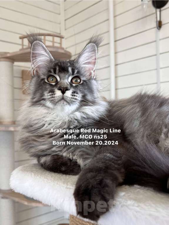 Кошки в Наро-Фоминске: Arabesque .Male.  MCO ns25 .Born 20.11.2024 Мальчик, 100 000 руб. - фото 6