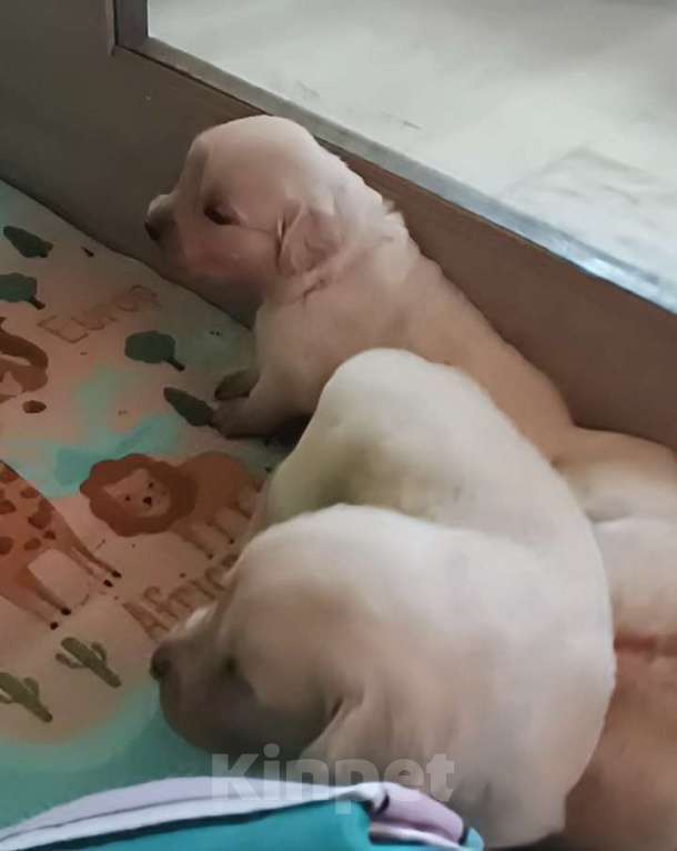 Собаки в Казани: Щенки Золотистого ретривера Мальчик, 40 000 руб. - фото 3