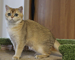 Кошки в Клине: Забавная кошечка Девочка, 15 000 руб. - фото 2