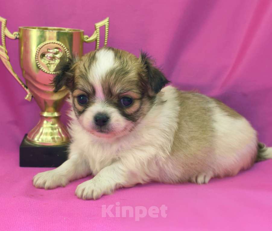 Собаки в Москве: Девочка чихуахуа длинношёрстная Девочка, 45 000 руб. - фото 5