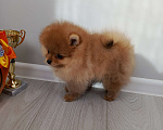 Собаки в Саратове: Померанский шпиц щенок Девочка, Бесплатно - фото 4
