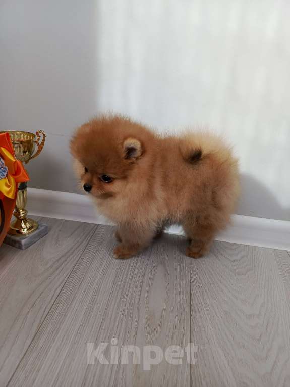 Собаки в Саратове: Померанский шпиц щенок Девочка, Бесплатно - фото 4