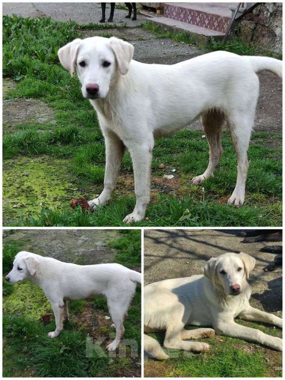 Собаки в Сочи: Лабрадор Девочка, 1 000 руб. - фото 1
