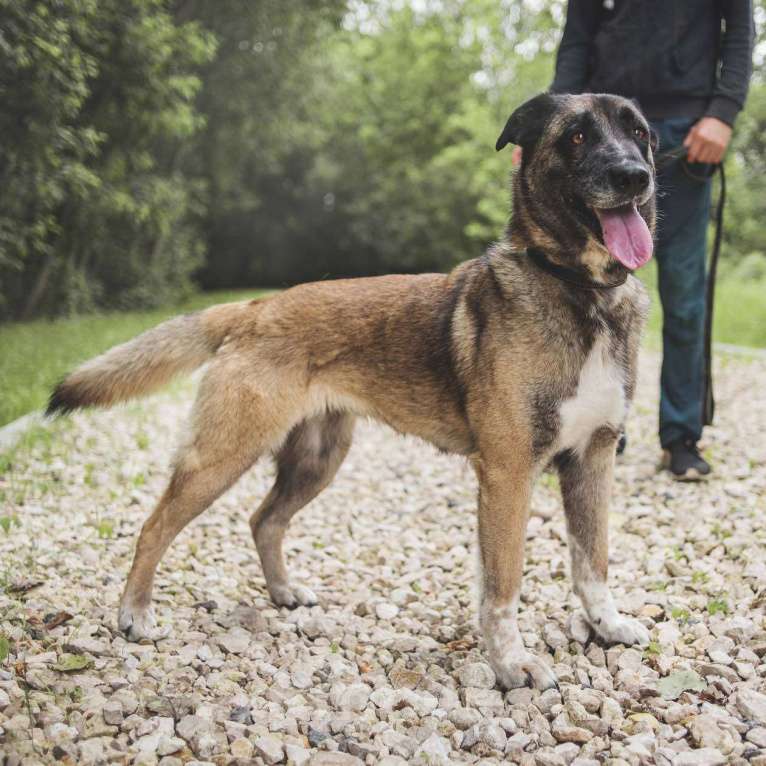 Собаки в Москве: Халва Девочка, Бесплатно - фото 4