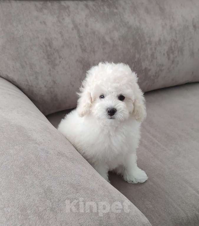 Собаки в Челябинске: Продам  Мальчик, 50 000 руб. - фото 2