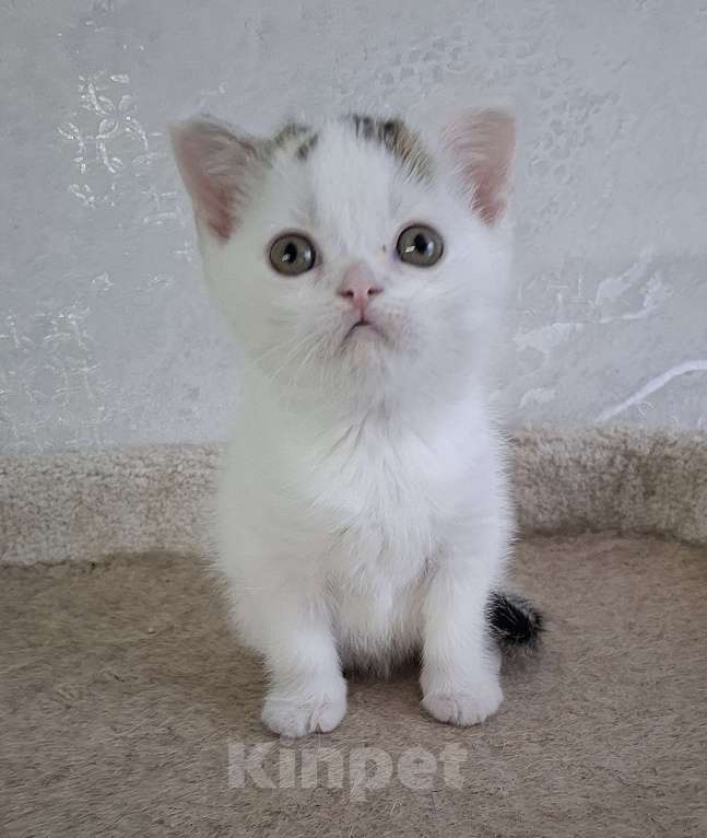 Кошки в Ярославле: Шотландский короткошерстный котенок Мальчик, 17 000 руб. - фото 6