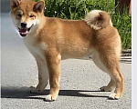 Собаки в Сургуте: Брутальные щенки Мальчик, 80 000 руб. - фото 2
