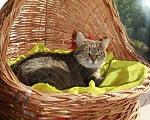 Кошки в Калуге: Киска Ириска. Полосатая плюшечка в добрые руки. Девочка, Бесплатно - фото 7
