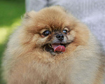 Собаки в Чебоксарах: Шпиц померанский, 5 000 руб. - фото 1