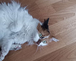 Кошки в Калининграде: Отдам домашнюю трехцветную кошку в добрые руки Девочка, 1 руб. - фото 1